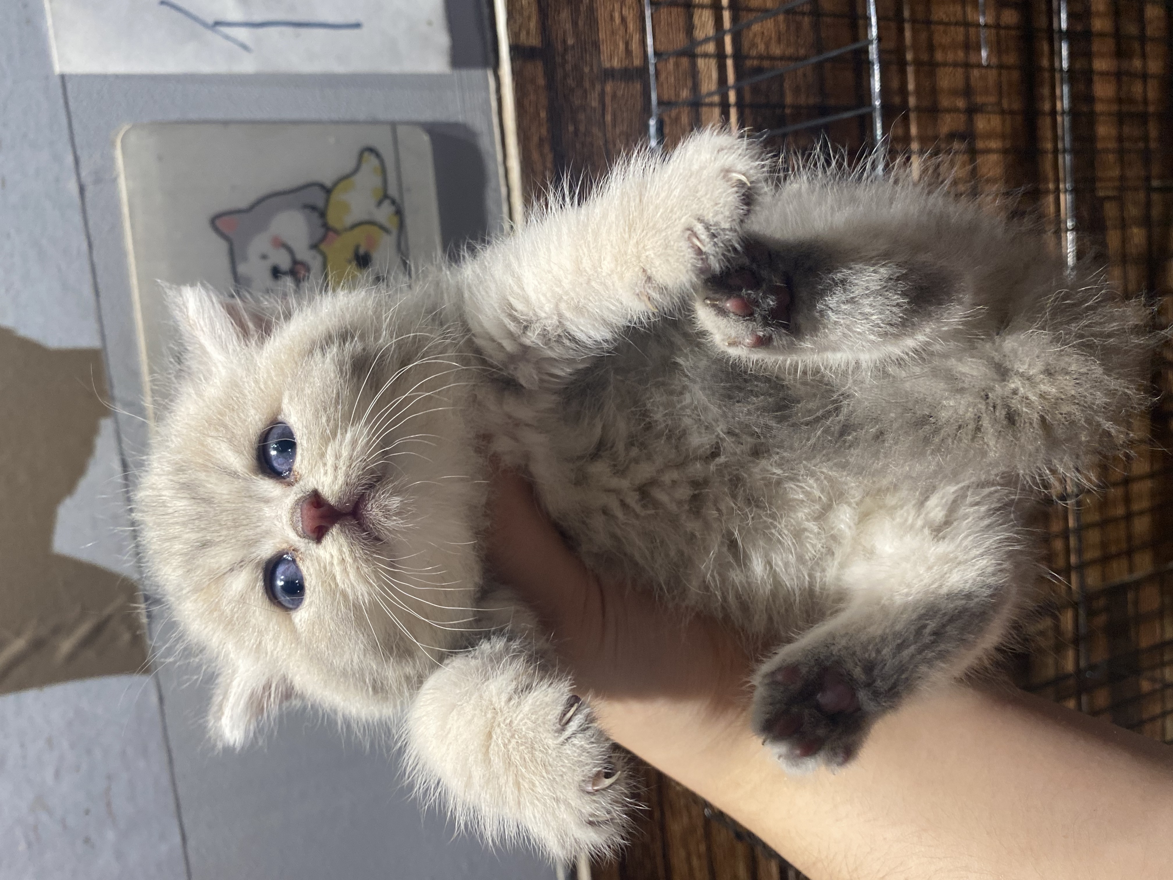 蓝金虎斑～无病无藓～包一次内驱外驱过渡粮逗猫棒～喜欢的私我